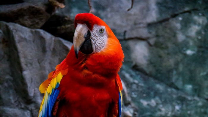 Scarlet Macaw Parrot