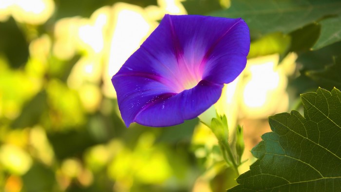 Purple Morning Glory Flower