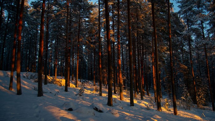 Snowy forest with sunlit trees