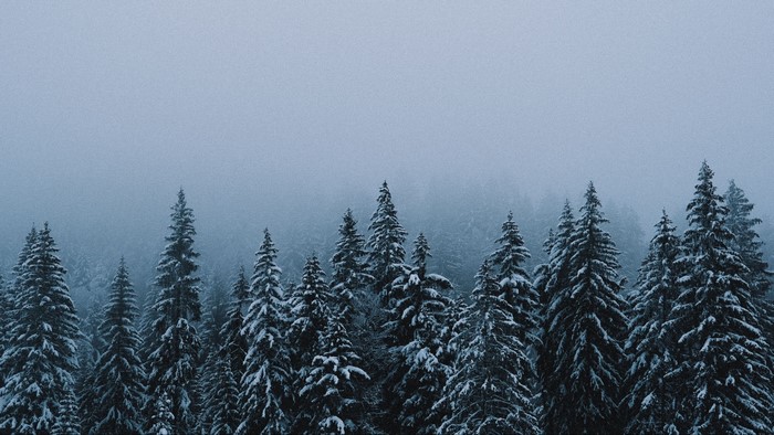 Snow-covered evergreen forest in fog