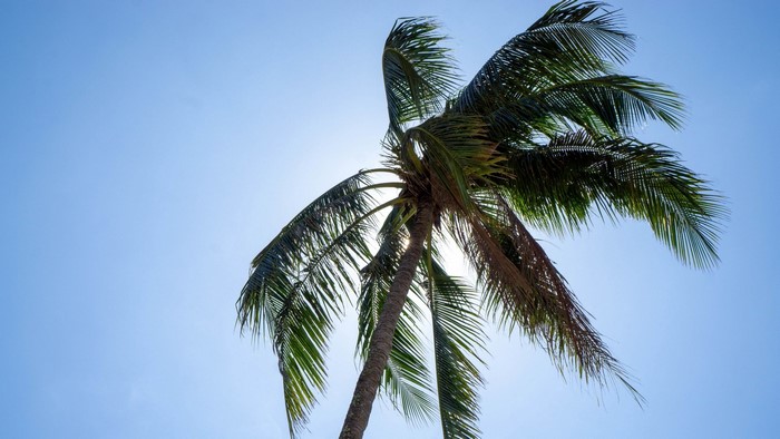 Palm Tree Against a Bright Blue Sky