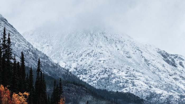 Snow-covered mountains with pine trees