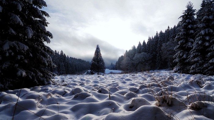 Snowy landscape with pine trees and undulating snowdrifts
