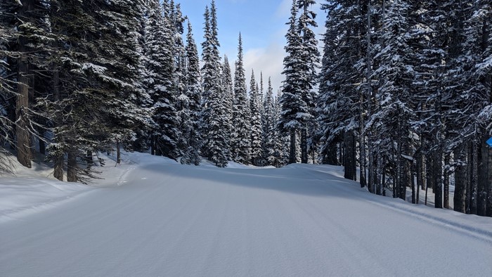 Snowy forest path with tall pine trees