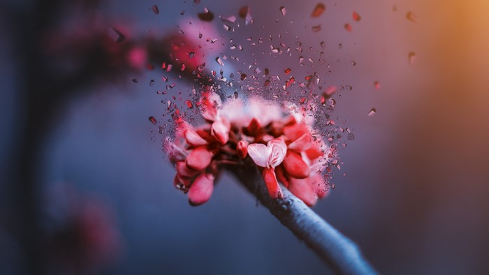 4K Cherry Blossom Exploding