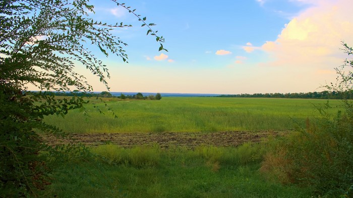 4K Field with Trees and Sky