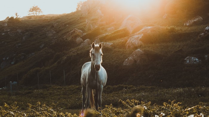 4K White horse on a hill