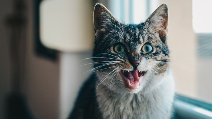 4K Tabby Cat Yelling