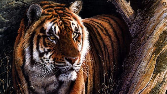 Tiger in a natural environment