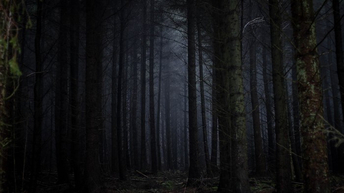 Dark Forest with Tall Trees