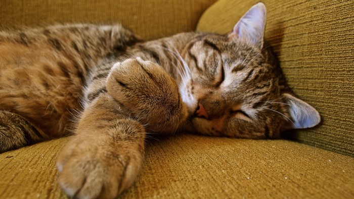 4K Tabby Cat Sleeping on Couch