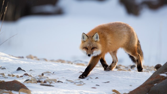 Red fox walking in the snow