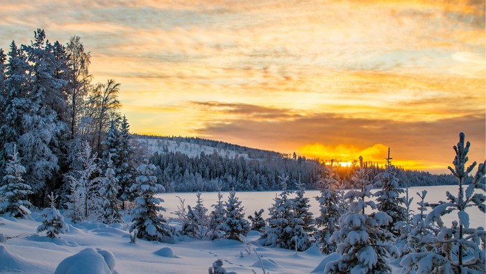 Snowy forest at sunset