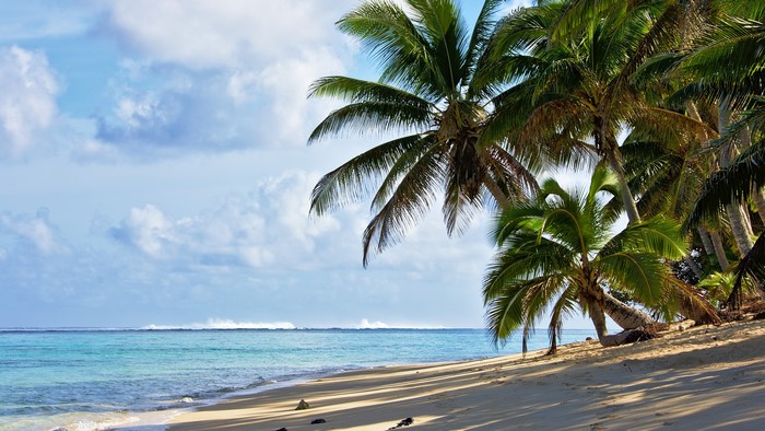 4K Beach with Palm Trees