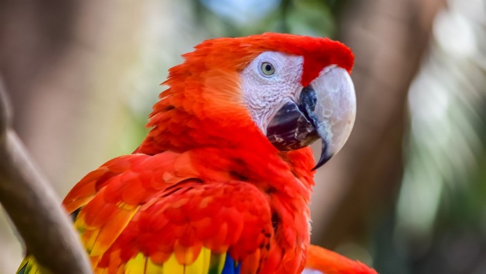 Scarlet Macaw parrot perched on a branch