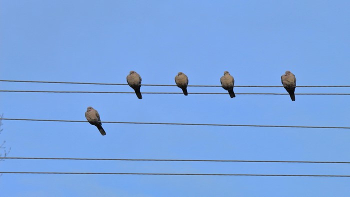 Five Doves Perched on Power Lines