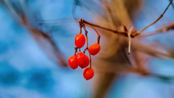 Red Berries on a Branch