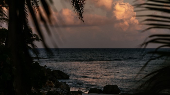 Ocean view with palm trees at sunset