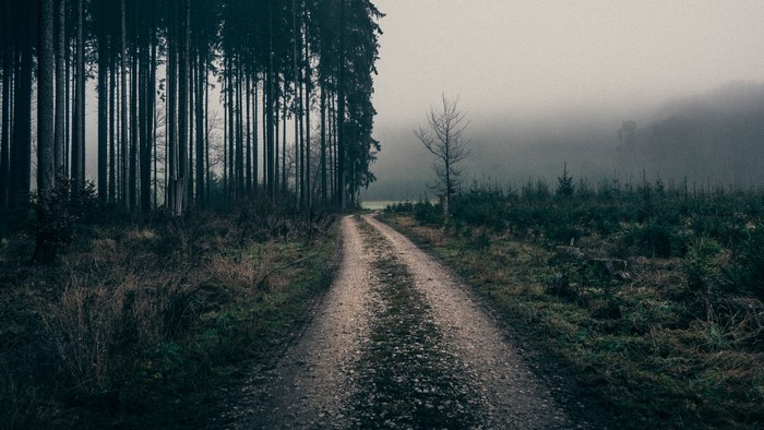 A dirt road winds through a foggy forest.