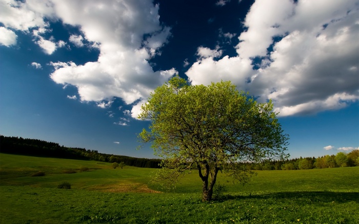 A lone tree in a green field under a cloudy blue sky