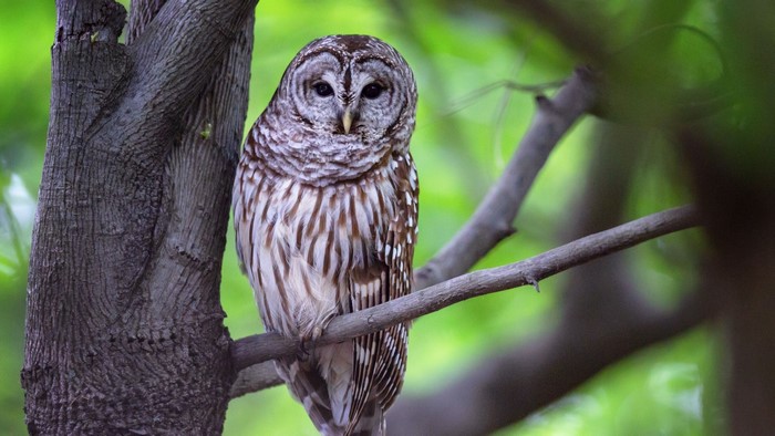 Barred owl perched on a tree branch
