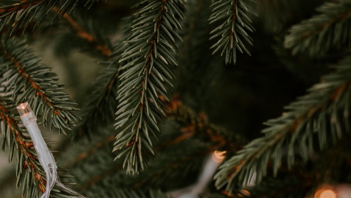 Close-up of Christmas tree branches with lights