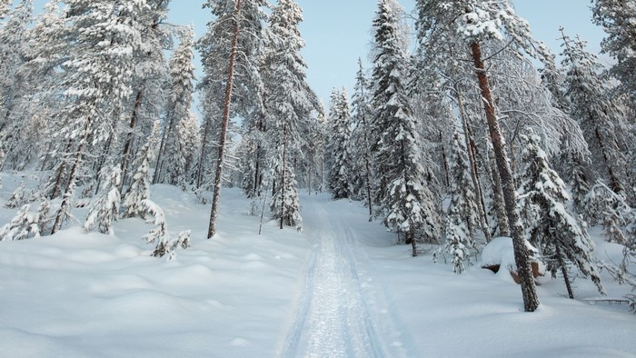 Snowy forest with a ski track