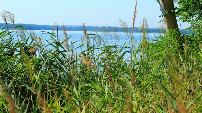 4K River with Reeds and Trees