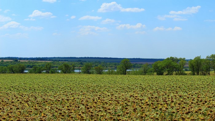 4K Field of Sunflowers