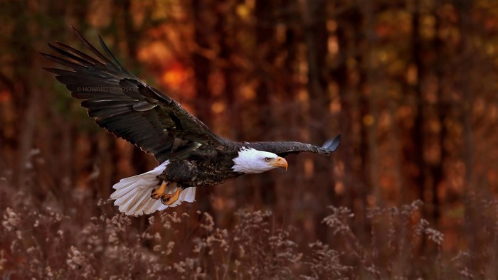 Bald Eagle in flight over autumn foliage