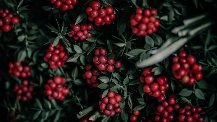 Clusters of red berries on green foliage
