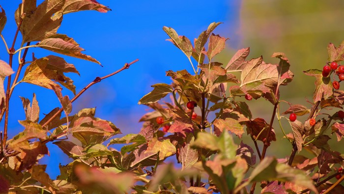 Autumn Leaves and Berries Against Blue Sky