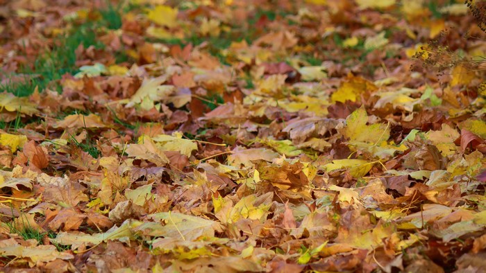 4K Autumn Leaves on Grass