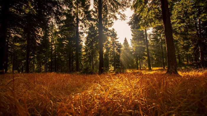 Sunlight filtering through trees in a forest with tall grass