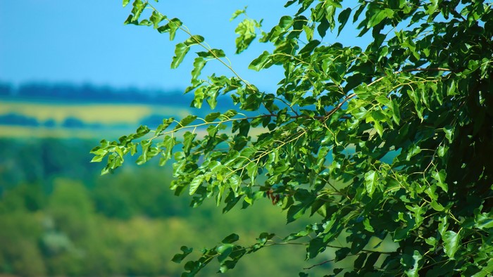 Green Tree Branches Against Blue Sky