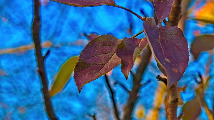 4K Fall Leaves on Tree Branches