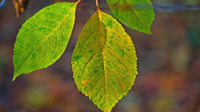 4K Leaves on a Branch