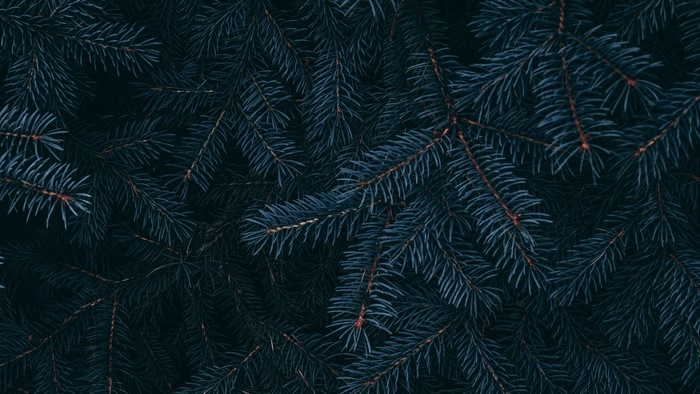 Dark Blue Pine Needles Close-up