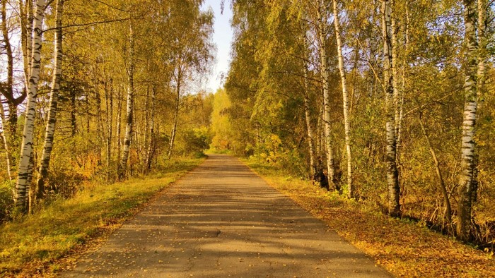 Autumn forest path with birch trees