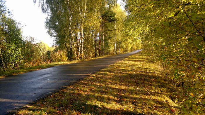 4K Fall Road Lined with Trees