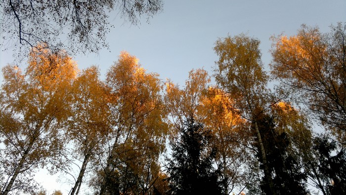 4K Fall Trees
