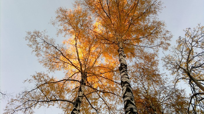 4K Fall Birch Trees