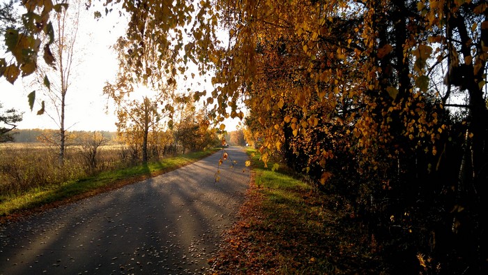 4K Fall Road with Autumn Trees