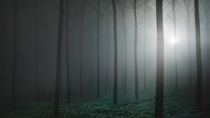 Foggy forest with tall trees and faint light