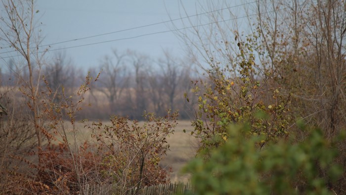 4K Fall Landscape with Bare Trees and Power Lines