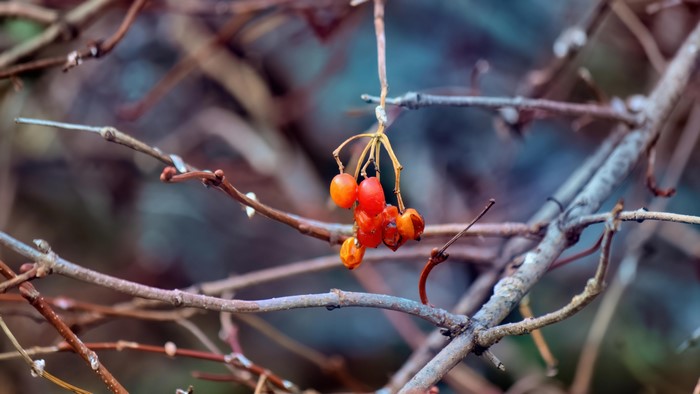4K Berries on Branches