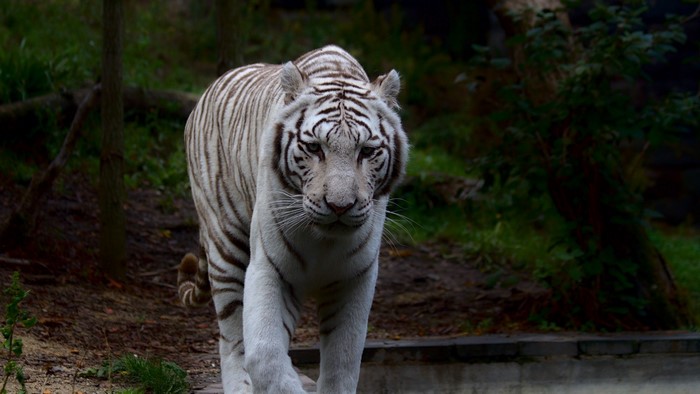 White tiger walking in a forest