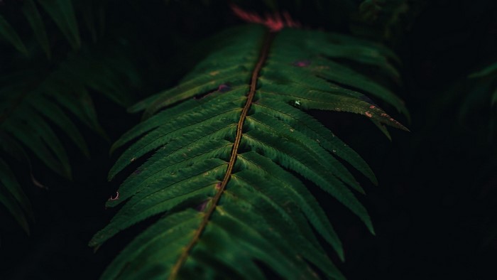Close-up of a green fern leaf