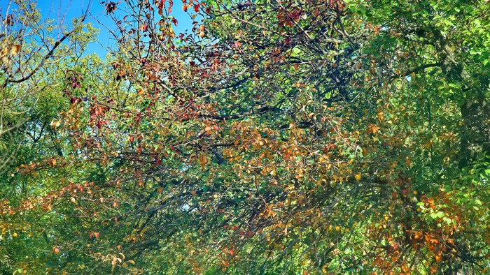 4K Fall Foliage on Trees