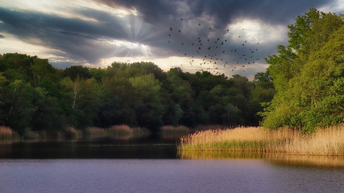 Birds flying over a lake and forest at sunset